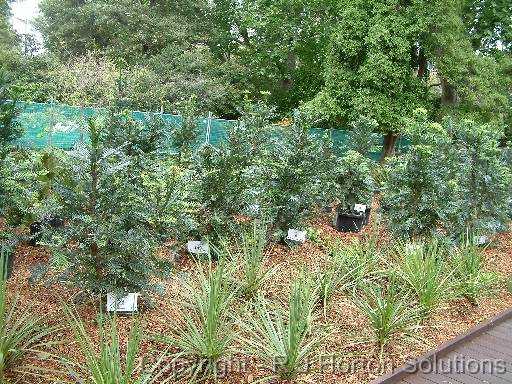 Wollemi pine display RBG Oct 05_2 